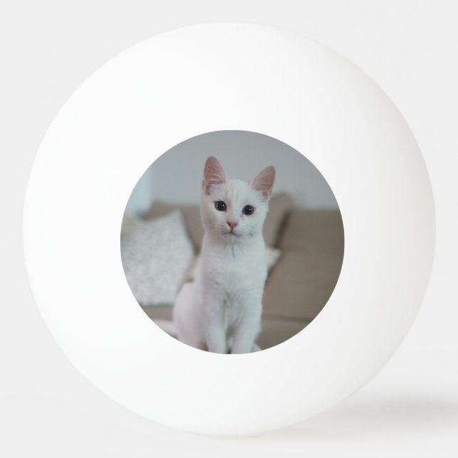 Bolinha De Ping Pong Gato branco | Zazzle_Growth. (Frente)