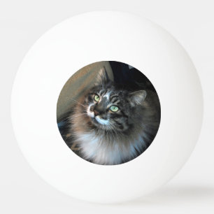 Bolinha De Ping Pong Gato Irresistível Zorro Três Estrelas Ping Pong 