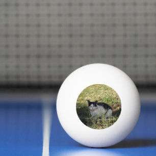 Bolinha De Ping Pong Gato Negro E Branco No Jardim,