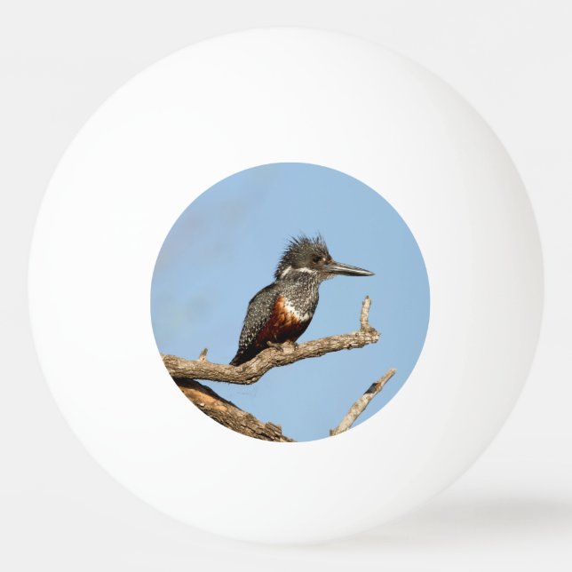 Bolinha De Ping Pong Giant Kingfisher (Verso)