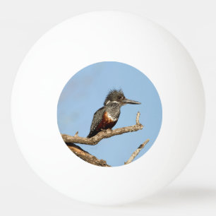 Bolinha De Ping Pong Kingfisher gigante