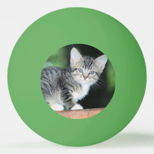 Bolinha De Ping Pong Kitten