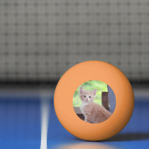 Bolinha De Ping Pong Kitten