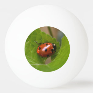 Bolinha De Ping Pong Ladybug em Flores de Violeta Doce