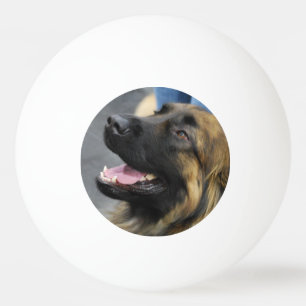 Bolinha De Ping Pong Leonberger