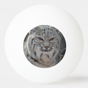 Bolinha De Ping Pong Lince do rastejamento