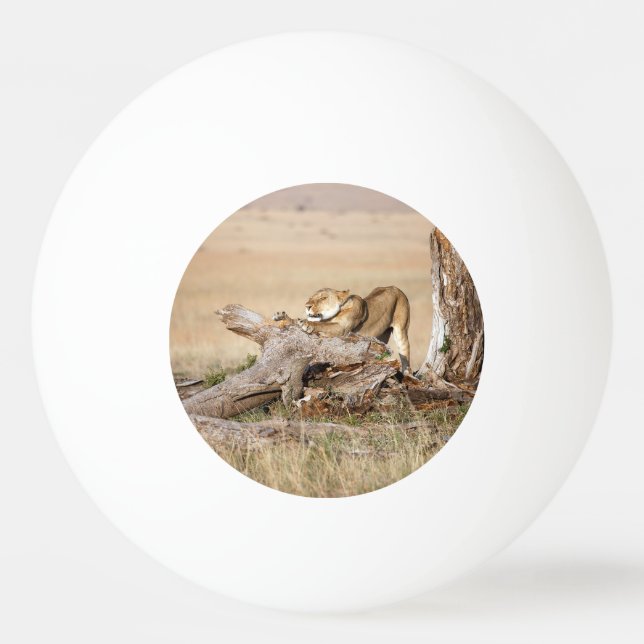 Bolinha De Ping Pong Lioness alongando (Verso)