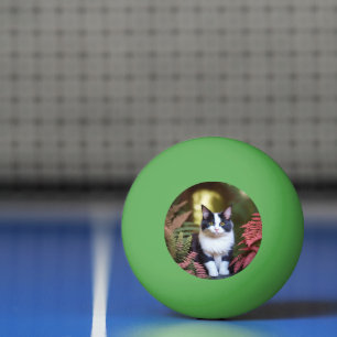 Bolinha De Ping Pong Milly O Gato Ragdoll, Ping Pong Ball