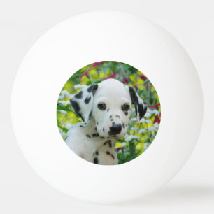 Bolinha De Ping Pong O preto bonito manchou a foto Dalmatian do filhote