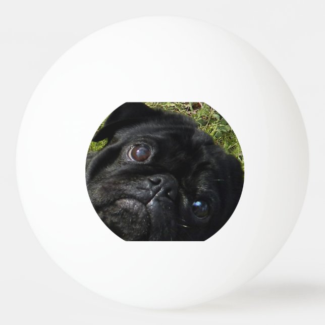 Bolinha De Ping Pong olhos do preto-pug (Frente)