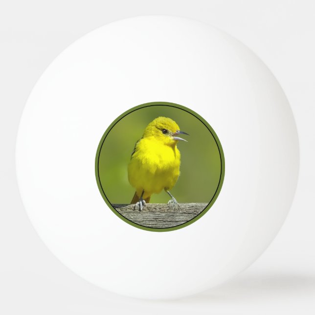 Bolinha De Ping Pong Orchard Oriole - Fotografia original (Frente)
