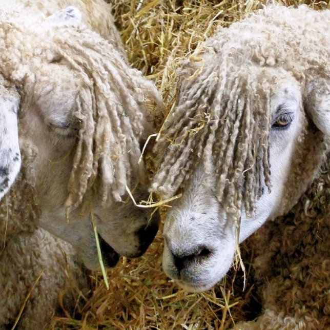 BOLINHA DE PING PONG OVINO (Criador carregado)