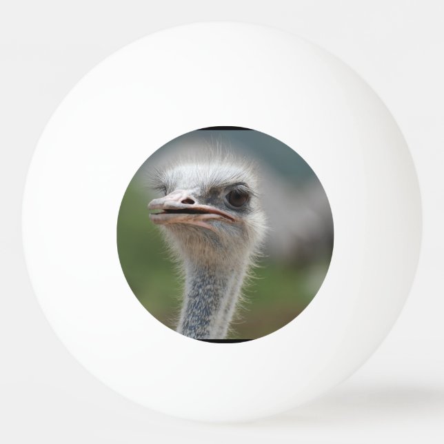 Bolinha De Ping Pong Pássaro da avestruz (Frente)
