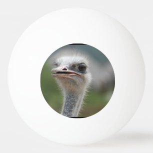 Bolinha De Ping Pong Pássaro da avestruz