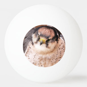 BOLINHA DE PING PONG PÁSSARO FALCON DE PRESA