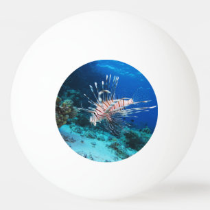 Bolinha De Ping Pong Peixe-leão ou Pterois Miles, Peixe de Recife Oceân