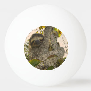 Bolinha De Ping Pong preguiça