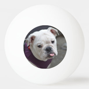 Bolinha De Ping Pong Provocação do buldogue