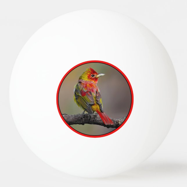 Bolinha De Ping Pong Scarlet Tanager Molting - Fotografia original (Frente)