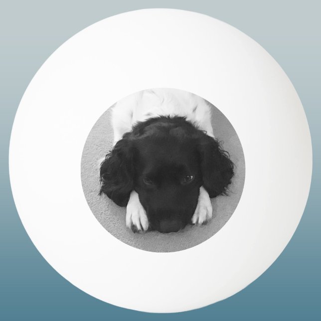 Bolinha De Ping Pong Seu Querido Pet Foto Lembrança (Simple pet photo keepsake ping pong ball for dog lovers)