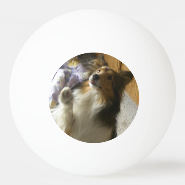 Bolinha De Ping Pong Shetland Sheepdog Mendigando (Frente)