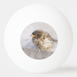 Bolinha De Ping Pong Sparrow - Falha Epic Previsão do Tempo