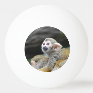 Bolinha De Ping Pong squirrel-monkey-39.jpg