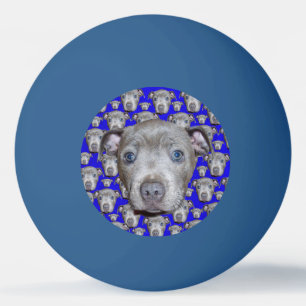 Bolinha De Ping Pong Staffordshire Bull Terrier Puppy,