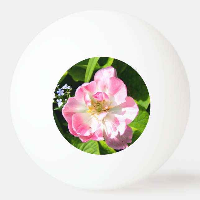 Bolinha De Ping Pong Tulipa rosa-branca (Frente)