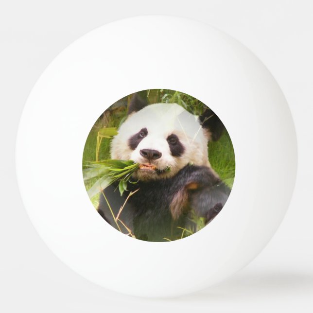 Bolinha De Ping Pong Urso de panda (Frente)