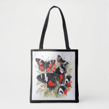All Things Butterflies Callicore kolyma Black Whit