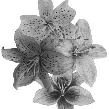 arte floral branca e negra