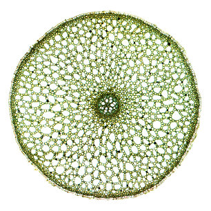 Bolsa Tote Bandeira Doce (Acorus Root)