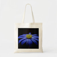 Blue Daisy Gerbera Flower em preto