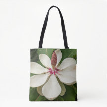 Flor de Magnólia Japonesa Floral