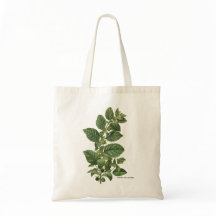 Ilustração Botânica Vintage Atropa Belladonna