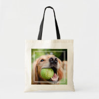 Retriever de ouro com esfera de Tênis