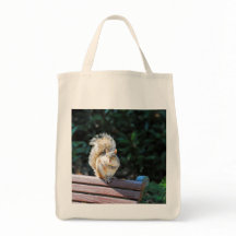 Um esquilo feliz em DC