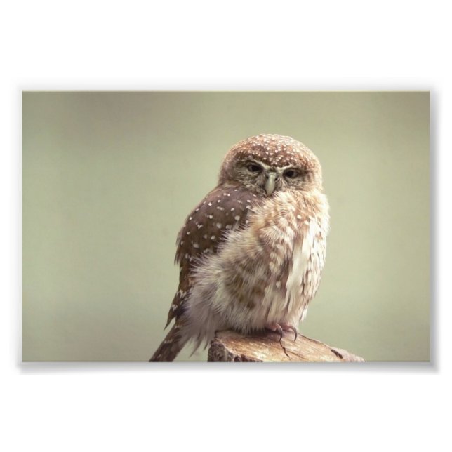 Bom dia para sua foto (Frente)