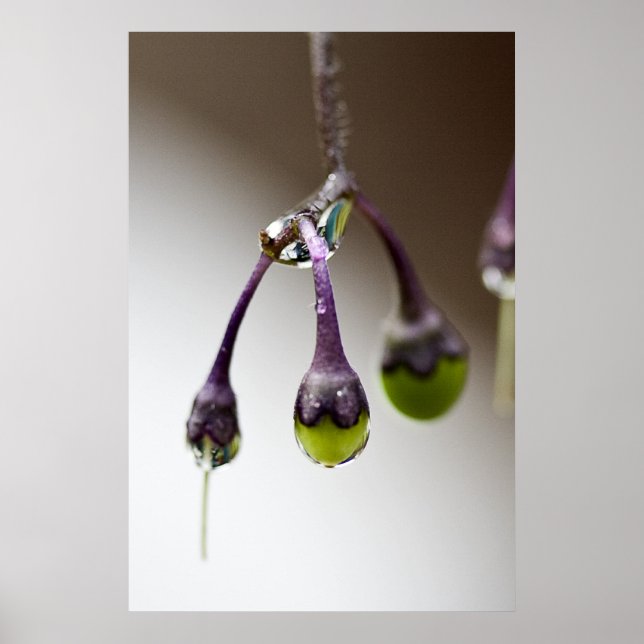 Bom Para O Último Poster De Dripe (Frente)