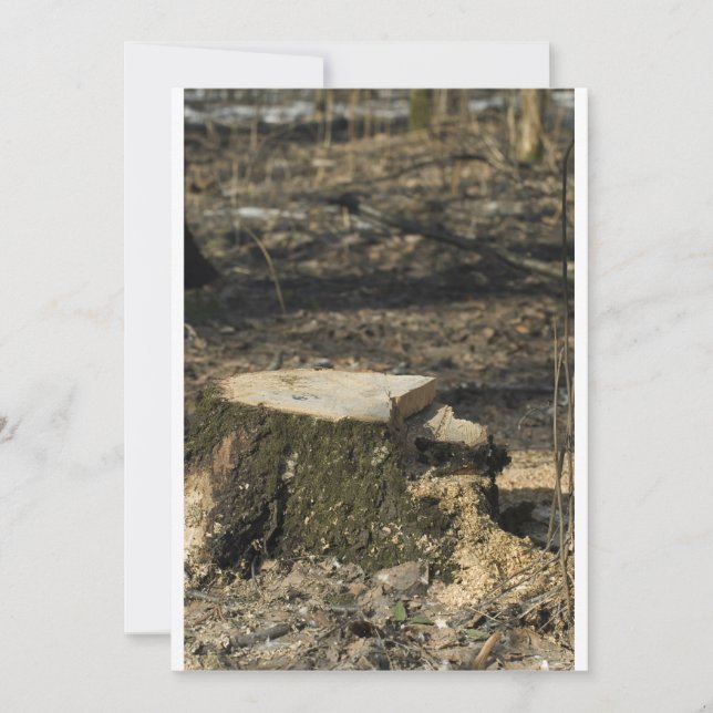 Bomba de árvores (Frente)