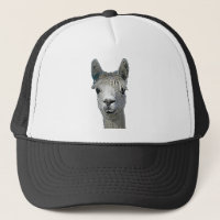 Alpaca adorável
