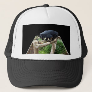 Boné Binturong em Pé em um Corrimão de Madeira,