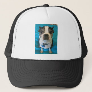 Boné Boston Terrier que senta-se em uma cama