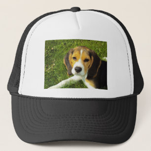 Boné Cachorro Beagle Animais de Estimação Paz Amor
