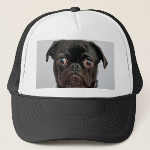 Boné cão de negócios