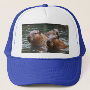 Boné Capybara está nadando no rio,