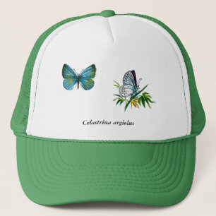 Boné Celastrina argiolus (masculino)