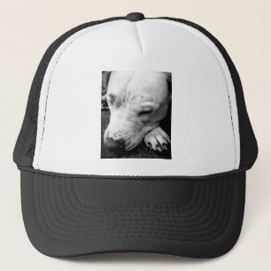 Boné cicatriz do harry potter cachorro pit bull branco