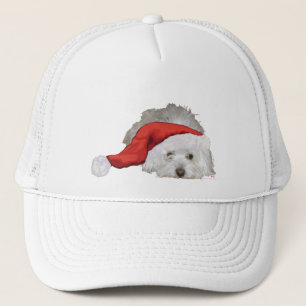 Boné Coton de Tulear - Esperando